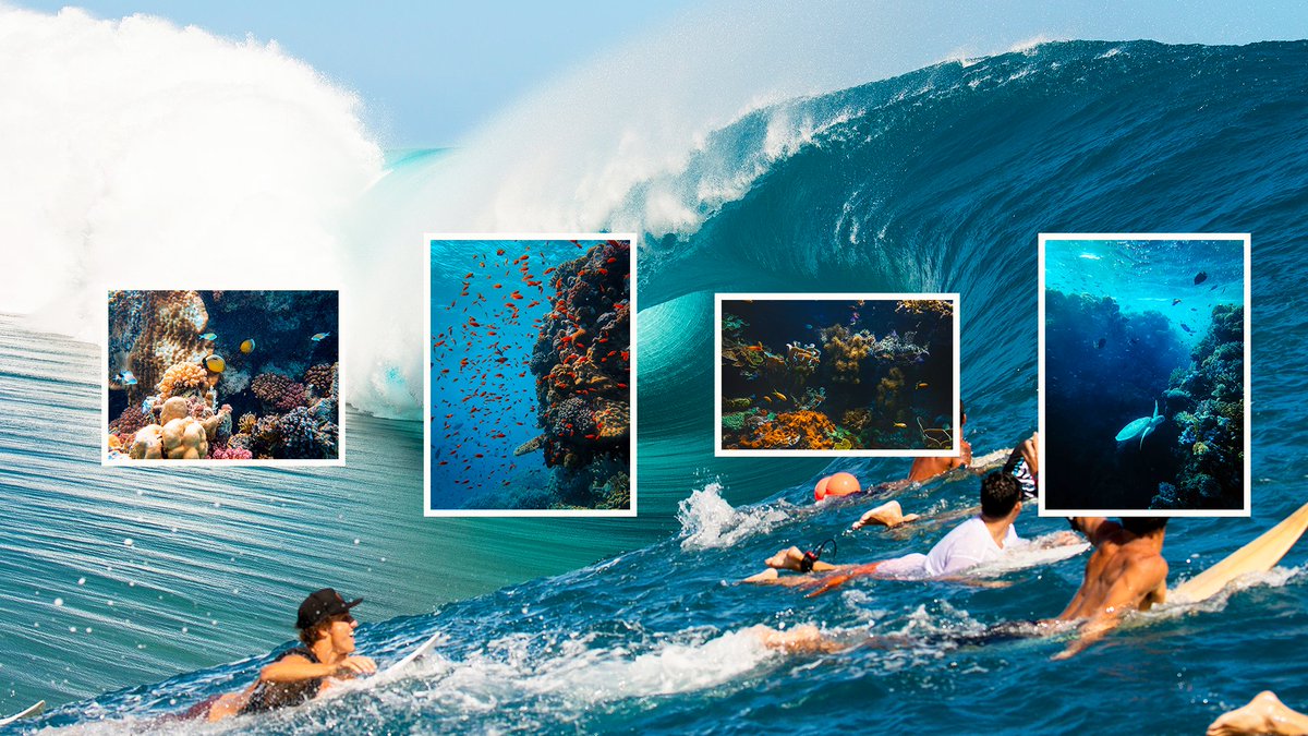 WSLOneOcean's tweet image. This #WorldOceanDay, we work to preserve our sport with the We Are One Ocean petition calling on leaders to protect and conserve the global ocean. Join us in Celebrating World Ocean Day by signing and sharing the #weareoneocean petition on weareoneocean.org