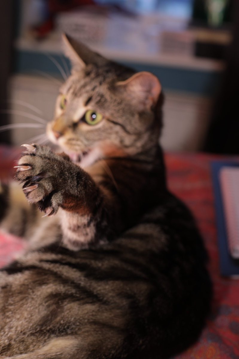 The_ButterSnap's tweet photo. Reow! 😼

#CatsOfTwitter #cats #kitty #photography #pets https://t.co/zLj1ZL5epd