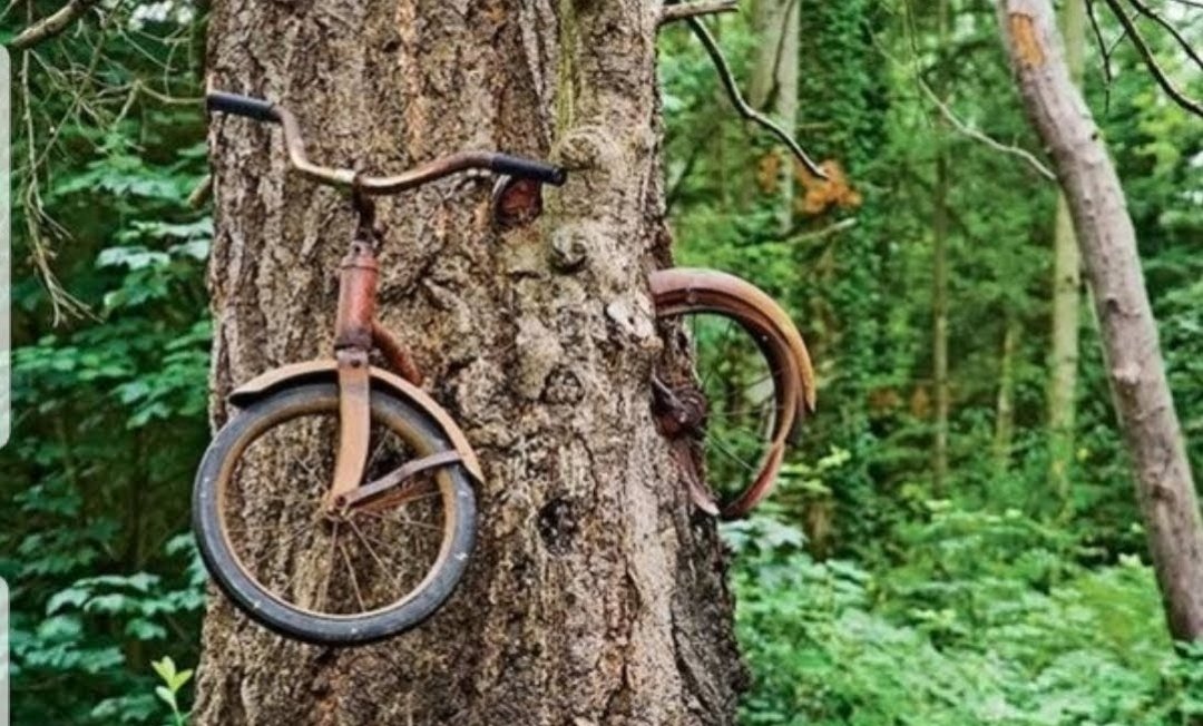 StefanFrederix's tweet photo. @MaaikeWermer Heb mijn fietsje van toen ik klein was teruggevonden.๐
#hungrytree https://t.co/FCBh57mL6a