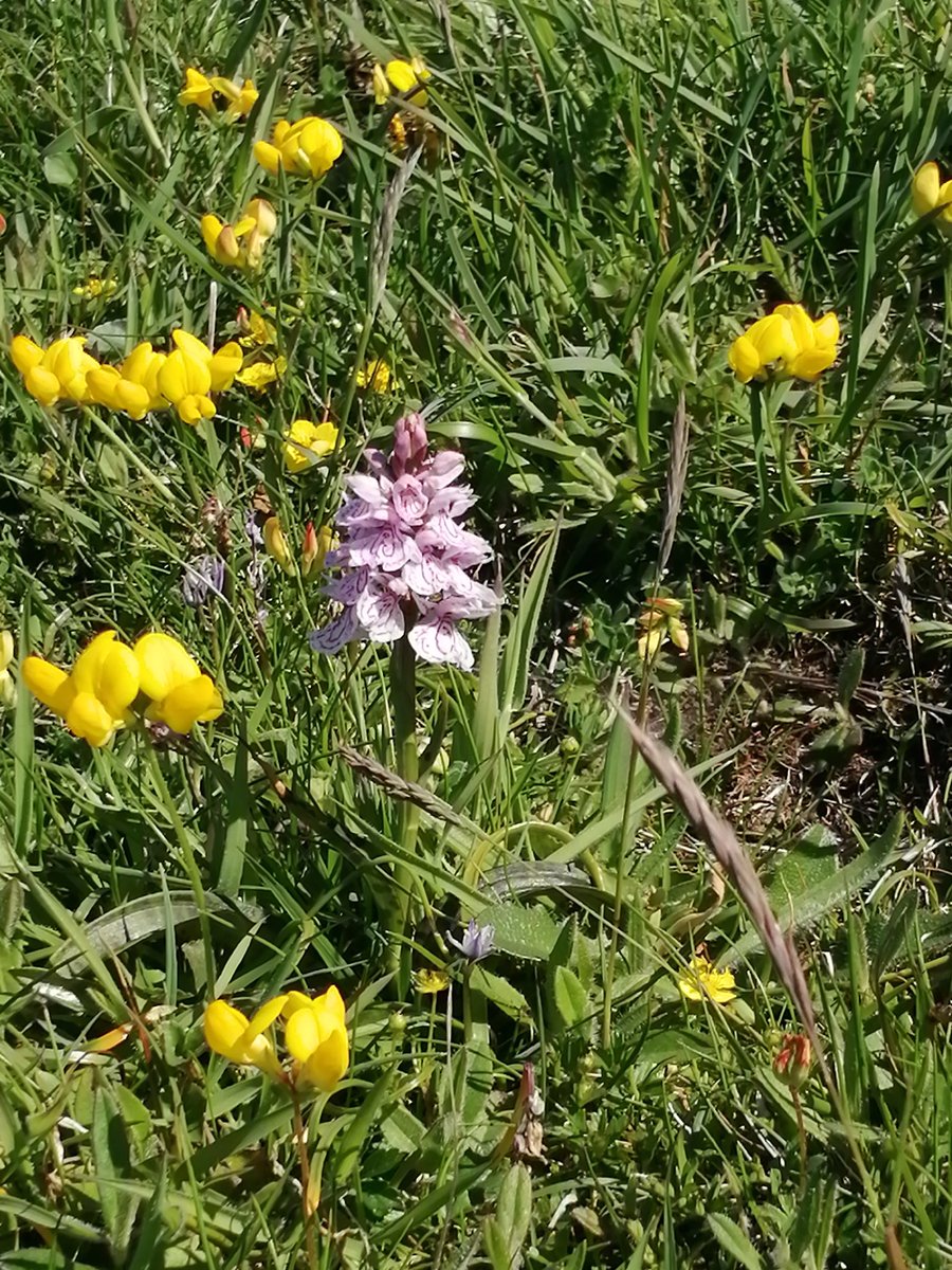 Cott5J's tweet photo. @JonathanPembs Heath Spotted Orchid at Strumble Head #Pembrokeshire 💙 https://t.co/2ImBs6OpVk