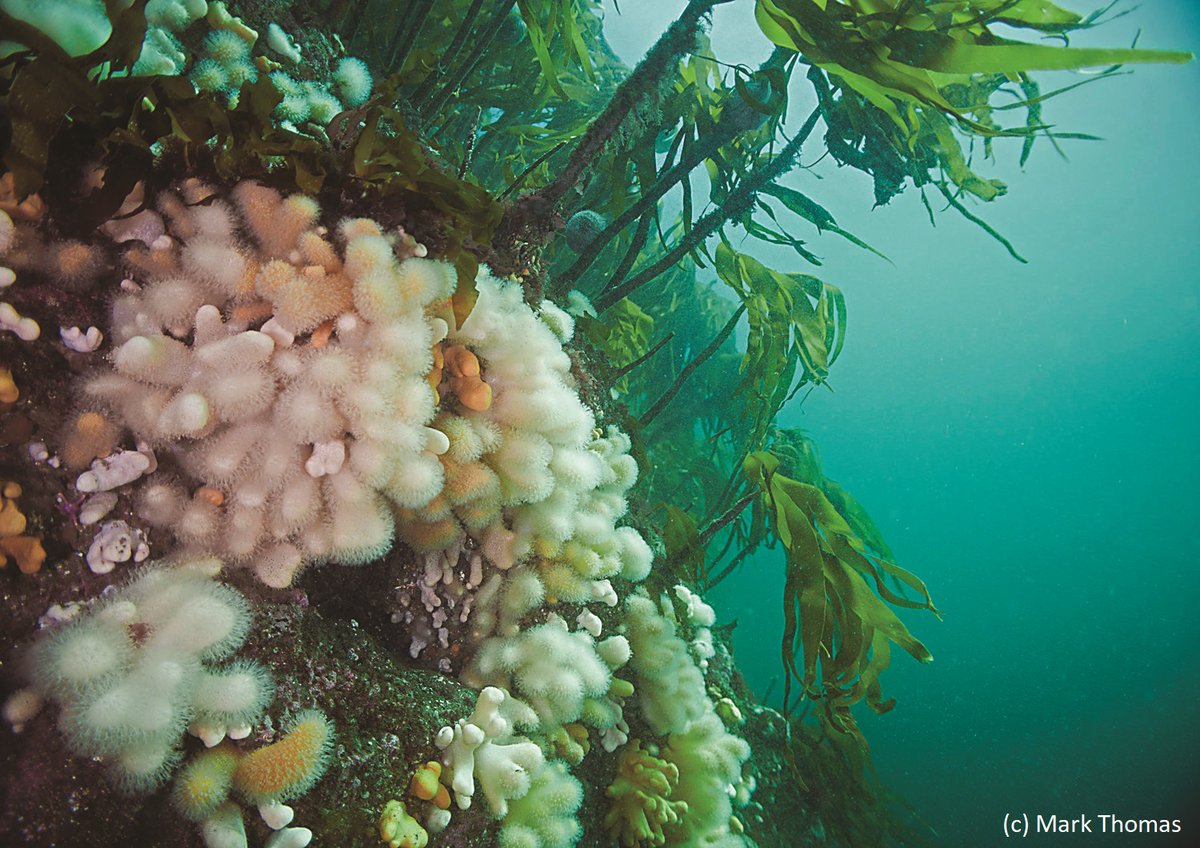 We'll be participating in the consultation process to ensure #HPMAs are the '🌟' of marine protection. We believe HPMAs should: 

✔️provide the highest level of protection 
✔️cover a range of habitats 
✔️protect the whole site
✔️be sufficient in size &amp; number
✔️be well monitored