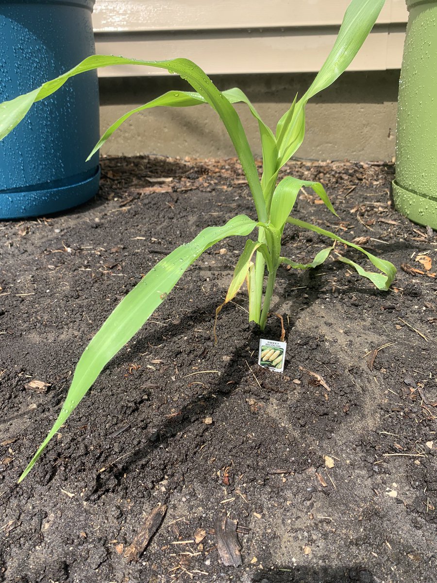 MrsONeil_MCHS's tweet photo. Day two of #SummerSession1 We planned our summer garden, bought our plants, organized our garden, and then planted. We also made some pretty epic sundaes. #GrowingForward #WarriorPride156 #Summer2021 🧡🖤 https://t.co/wzVOZqEc7W