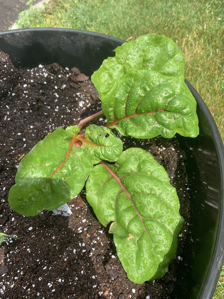 MrsONeil_MCHS's tweet photo. Day two of #SummerSession1 We planned our summer garden, bought our plants, organized our garden, and then planted. We also made some pretty epic sundaes. #GrowingForward #WarriorPride156 #Summer2021 🧡🖤 https://t.co/wzVOZqEc7W
