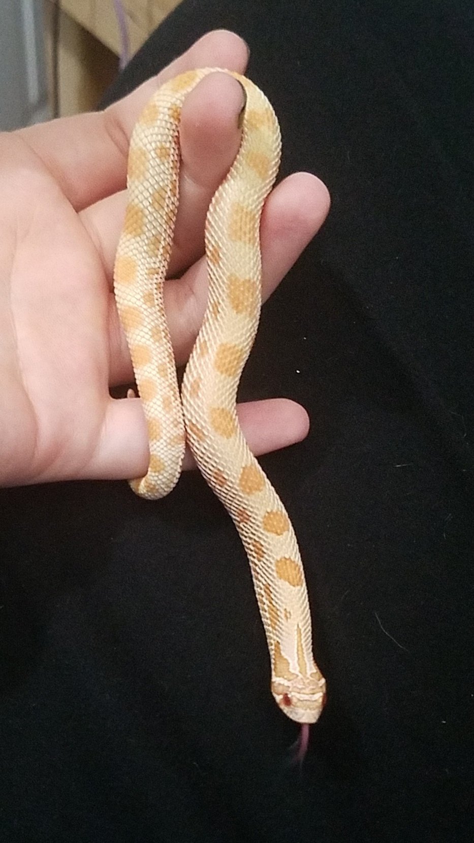 Omg my baby snek got bigger yay! Henry such a good boopnoodle! Beeg boi! https://t.co/skcKUfcfxV