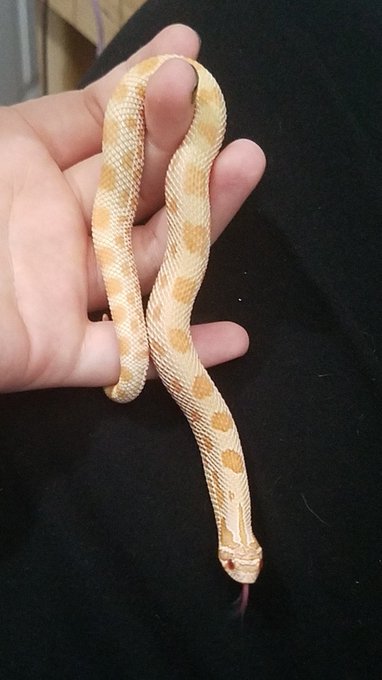 AlluringOddity’s pics and videos