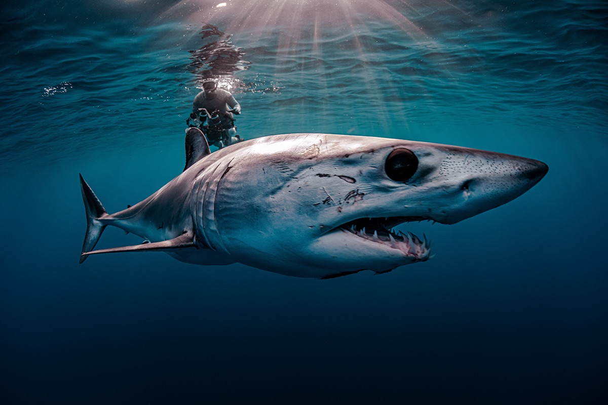 Check out all the winning images from the 2021 UN World Oceans Day Photo Contest:

wetpixel.com/articles/resul…

#UNWorldOceansDay