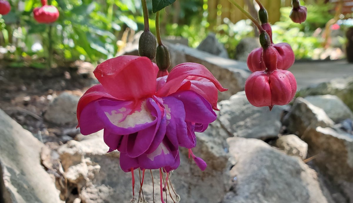 Tricia Barker 🇨🇦🏴󠁧󠁢󠁳󠁣󠁴󠁿 tweet media