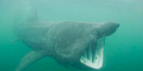 Shark Advocates tweet media