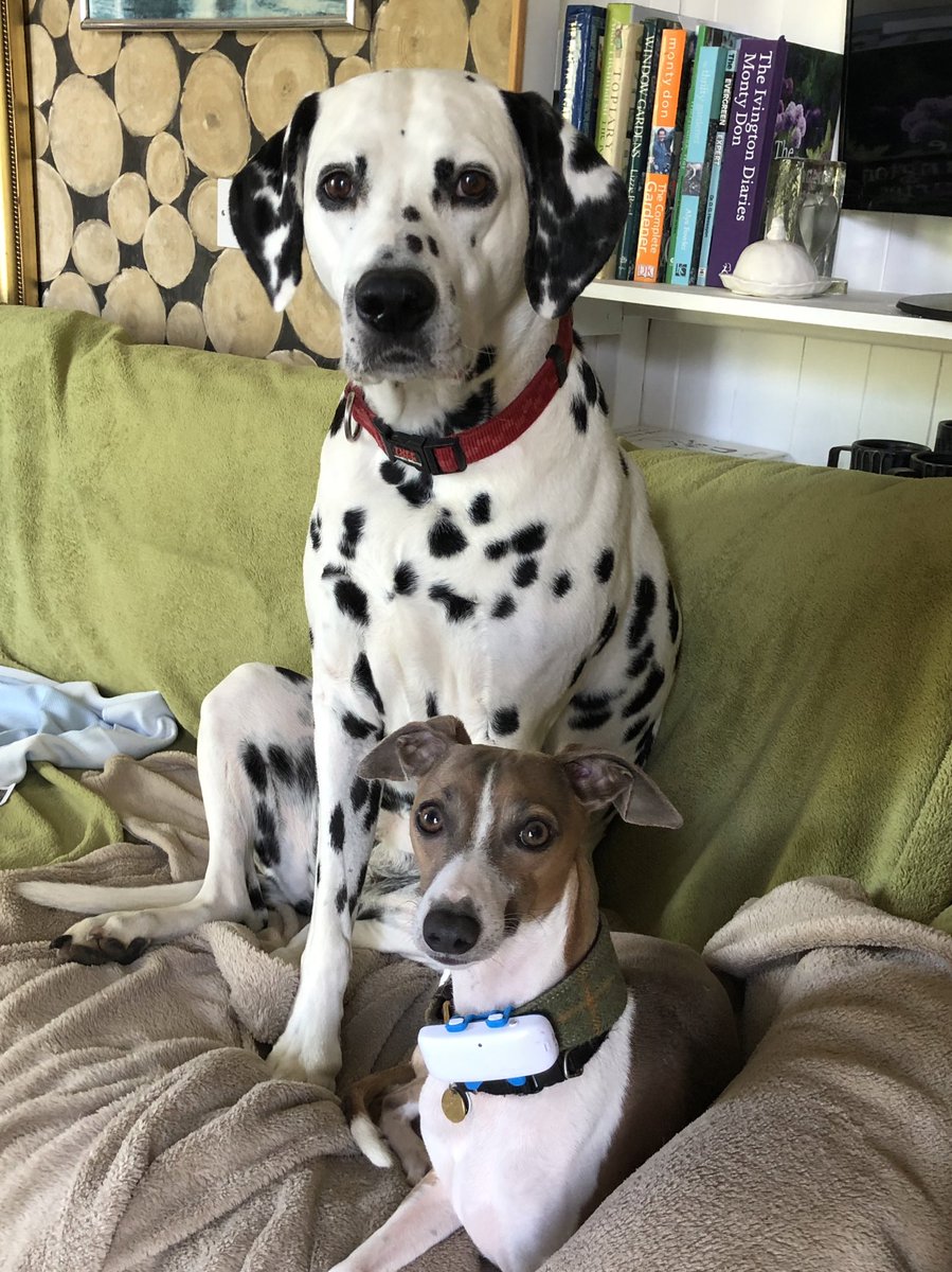 “Who, us? It was nothing to do with us!” 

#dogsoftwitter