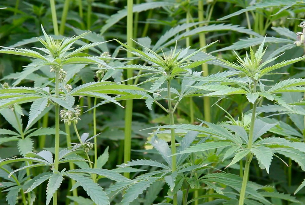 Alberta hemp variety seen as 'ideal for Canadian growing conditions' commercialized. albertafarmexpress.ca/news/alberta-h…