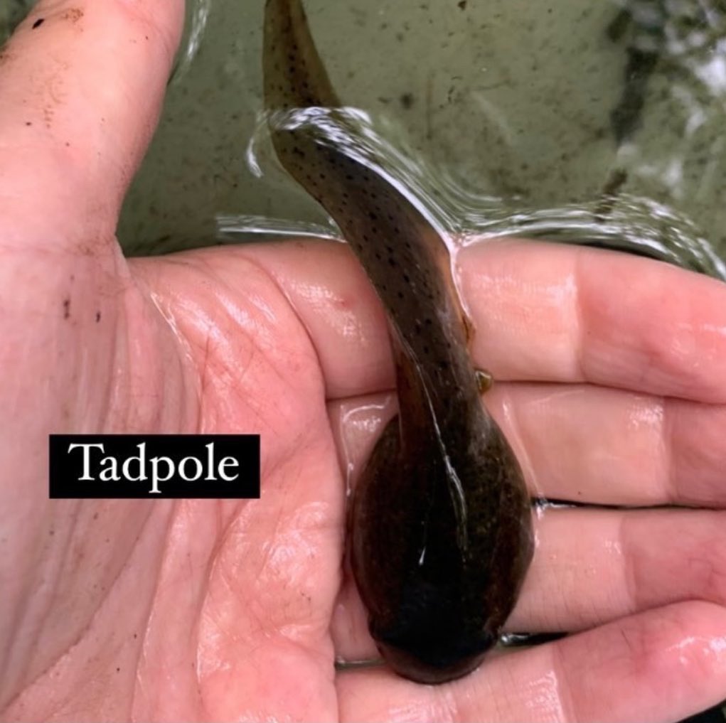ness_sea's tweet photo. We found some cool critters while learning about our local pond ecosystems, including a pregnant leech! 🐸🪱 https://t.co/qBSci7GSVX