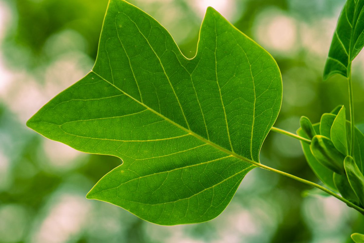 RocketBeast2's tweet photo. #art #beautiful #beauty #canonphotography #photo #photography #fashion #follow #happy #nature #naturephotography #landscape #landscapephotography #shotoniphone #leaf #leaves #likeforlikes #photographer #dronephotography #drones #dronephotographer #photooftheday #photographyislife https://t.co/FuOWZN3LLc