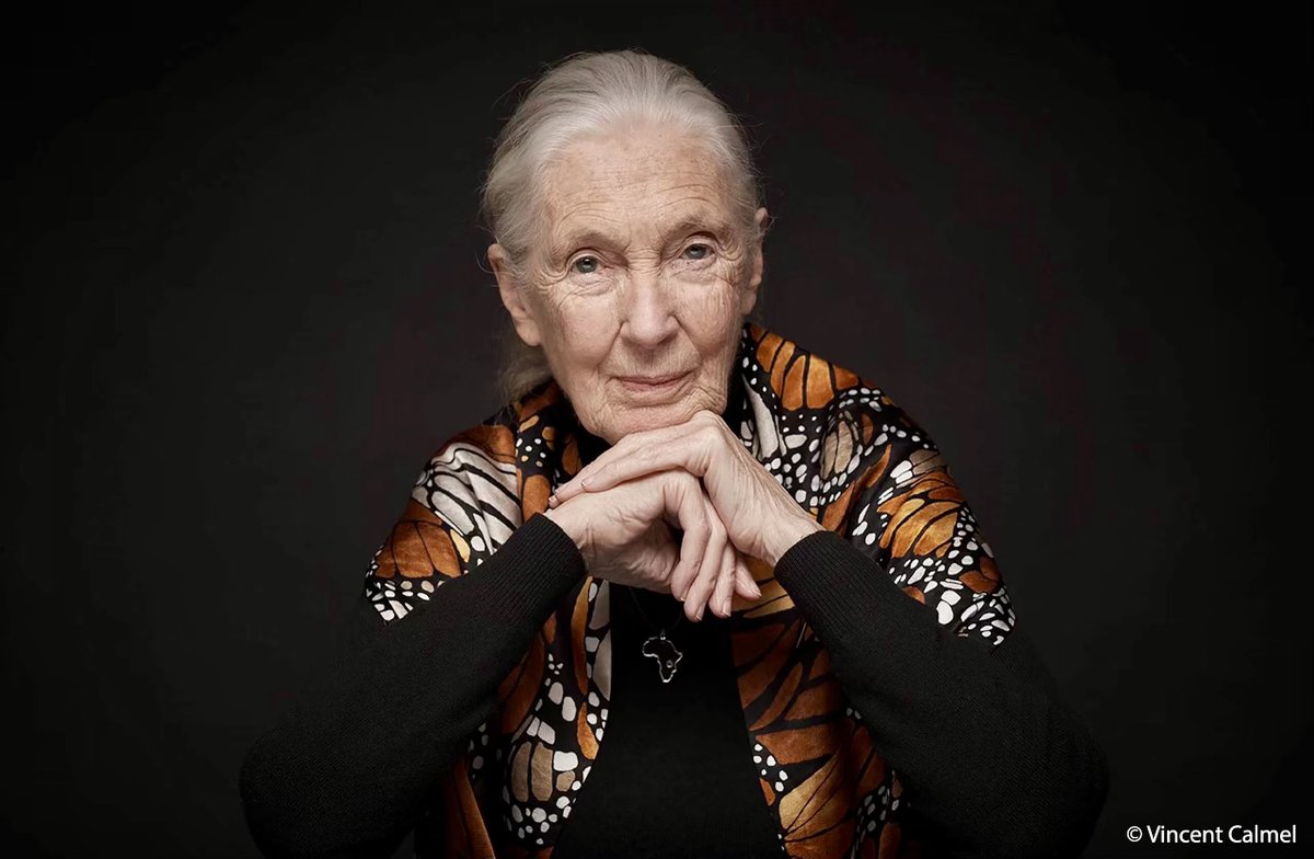 Help My Animal tweet media