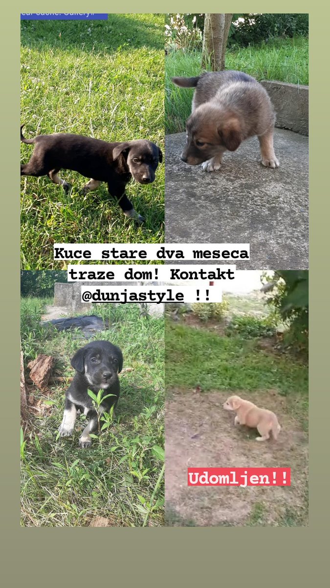 🐶🐶🐶

#udomitepsa 

RT <a href="/milenaabd/">Milena Avramovic</a> @milojesekulic <a href="/PetarVasic/">Petar Vasic</a> <a href="/GojkoBozovic/">Gojko Božović</a> <a href="/cacizmi/">Slavica Nikolic</a> <a href="/SlobodanSarenac/">Slobodan Sarenac</a> <a href="/milosdjajic/">Do slobode!</a> <a href="/Mahlat/">Mirjana Mimica</a> <a href="/ana_mirkovic/">Ana Mirkovic</a> <a href="/Jasminak7/">Jasmina Krstic Latinovic</a> <a href="/Venera_Svoja/">Venera 💫</a>