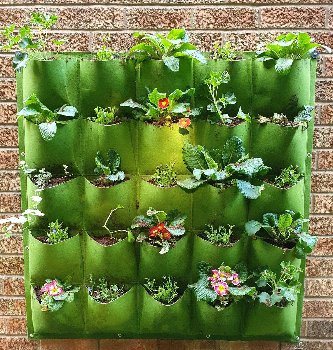 Completed my wall planter a few days ago... can't wait for it to start to thrive with the different varieties mingling together. #gardening #wallplanter #flowers #ideasforgardens #freshair #backgardenfreshenup pic.x.com/ll0nijik2h