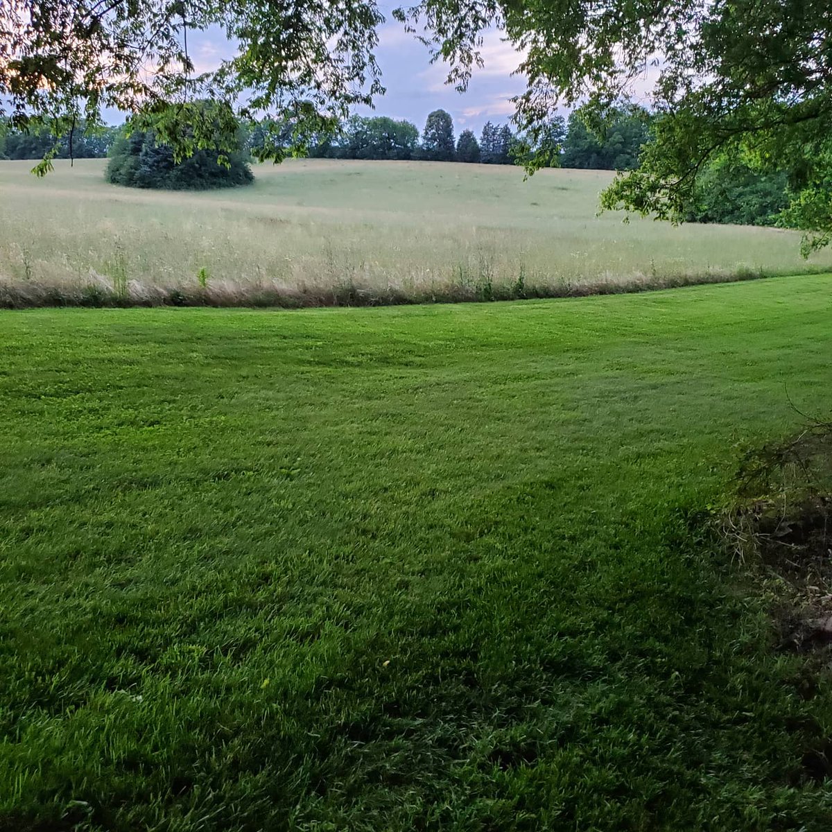 theycallme_NUKE's tweet photo. 3 years difference between when goats were clearing overgrowth, and I was leveling with the bobcat. And now the Kentucky 31 and some Creeping Red Fescue has taken over. https://t.co/zeBpWNt0Cc