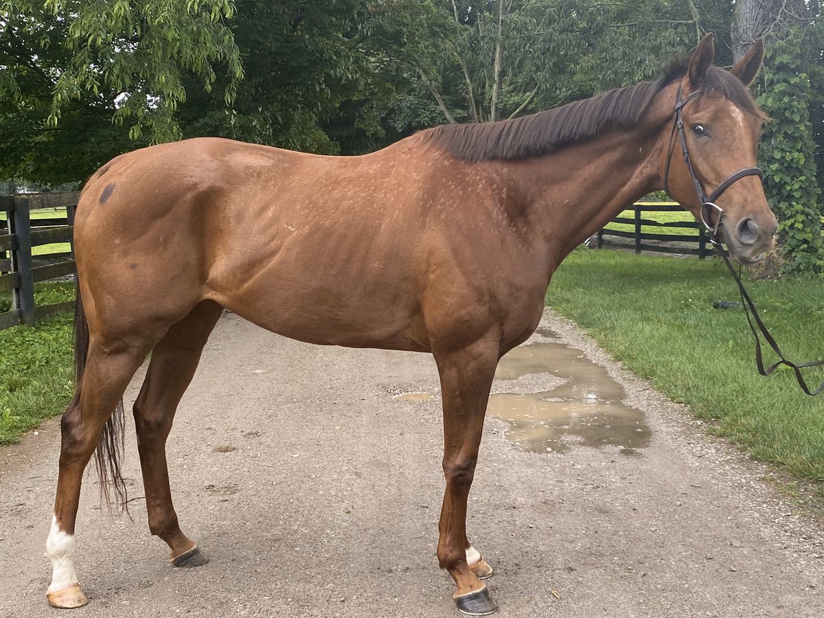CANTER Kentucky tweet media