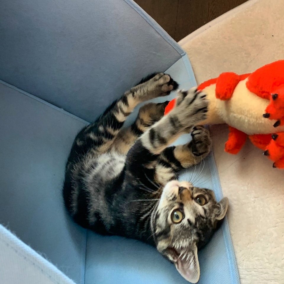 遊ぶのだいすき