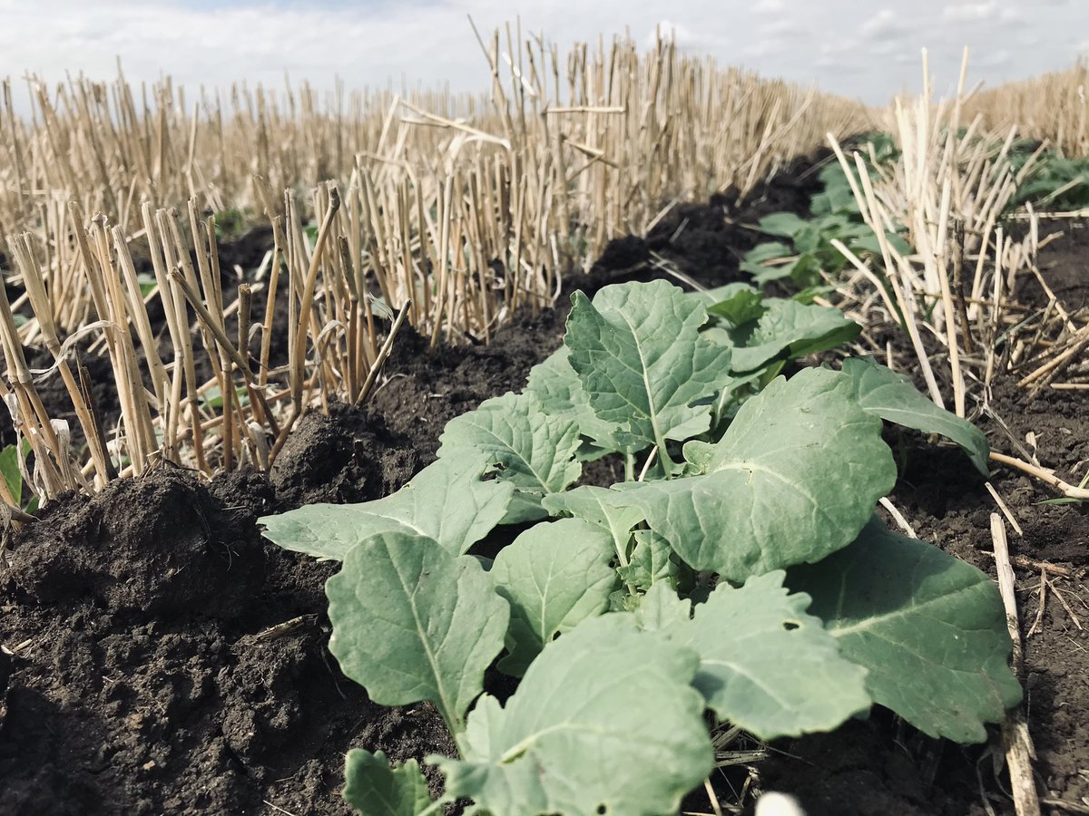 New #InVigor experimental hybrids coming out of the gate strong 💪 <a href="/BASFAgSolutions/">BASF Agricultural Solutions Canada</a>