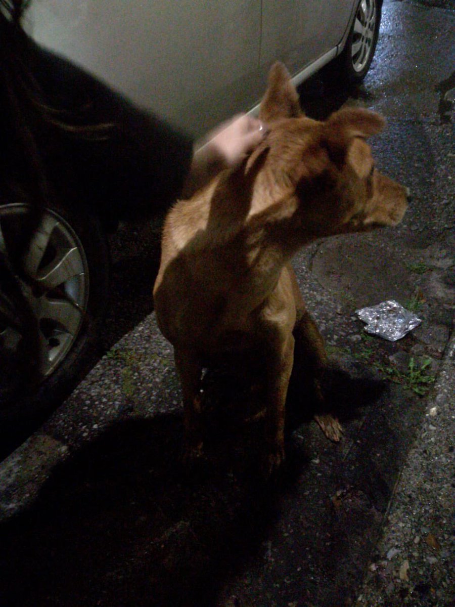 PetAngelsCol's tweet photo. URGENTE perrito asustado en Restrepo Luna Park al lado del centro comercial social, parece perdido. Wap 3043866204 https://t.co/ViahMRTfXY