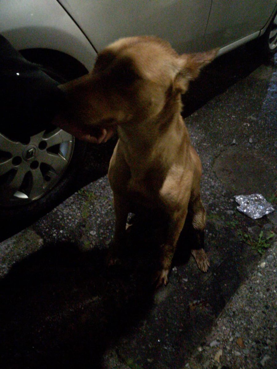 PetAngelsCol's tweet photo. URGENTE perrito asustado en Restrepo Luna Park al lado del centro comercial social, parece perdido. Wap 3043866204 https://t.co/ViahMRTfXY