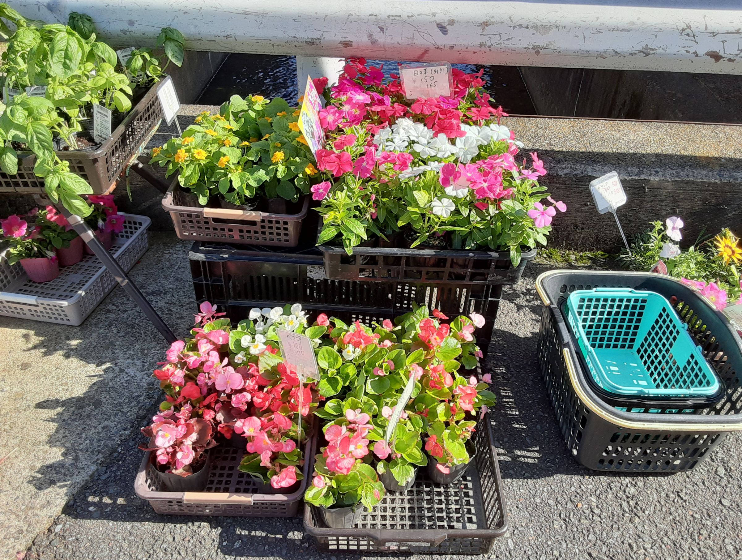 تويتر ハウスコム 店舗情報 على تويتر ハウスコム 桂店 桂駅周辺には水路があちこちにあります フラワーショップａｌｉｃｅ さんの横にも見晴らしの良い水路とキレイなお花がご覧いただけます お花屋さん 桂 西京区 花のある生活 ハウスコム 京都 桂