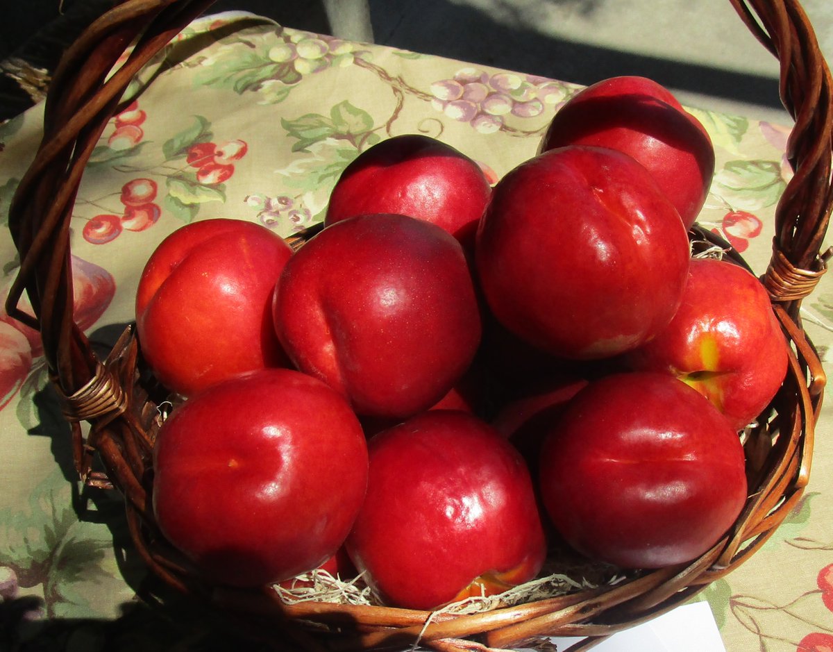 Circle K Ranch has Peaches, Nectarines and Plums for sale NOW in the Country Store.  Very high quality fruit this season, Circle K's Country Store will be fully loaded from June - Sept.  #7 on the Fruit Trail map, great place to stop among the fruit orchards.