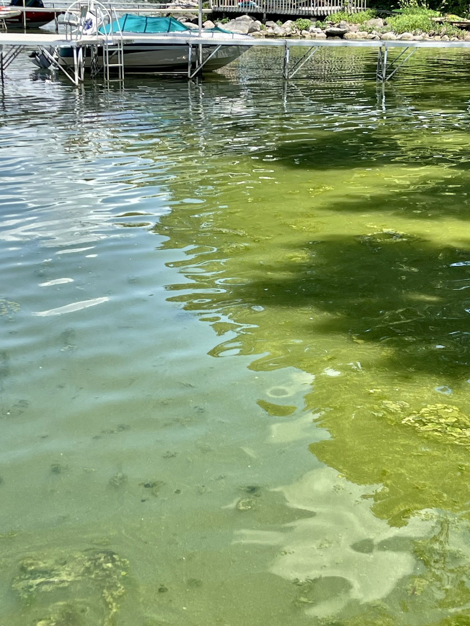 Arlene Koziol on Twitter "Cyanobacteria Bloom, Spring Harbor, Lake