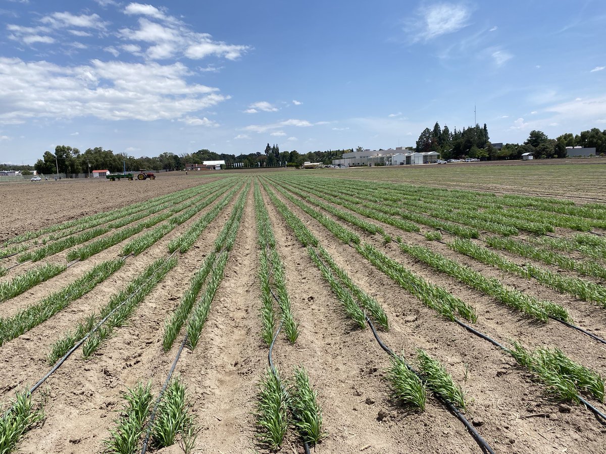 WheatVelu's tweet photo. Summer season #wheat planting continues and the emergence looks good @CIMMYT Batan and Toluca #wheatvirtualtour https://t.co/wErFRi8kxM