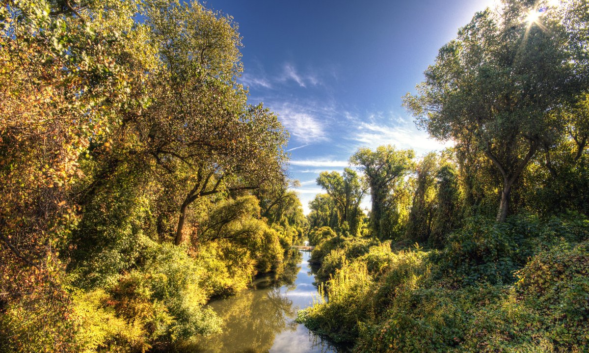 CReyesReads's tweet photo. Hey everyone! My name is Cesar Reyes and I currently reside in the lovely Sacramento, CA. The motto used to be the "City of Trees", but was changed to "America's Farm-to-Fork Capital". I think the old name fits a little bit better 🌲🌴🌳#INFO246w67 https://t.co/5l1YDzc2nI