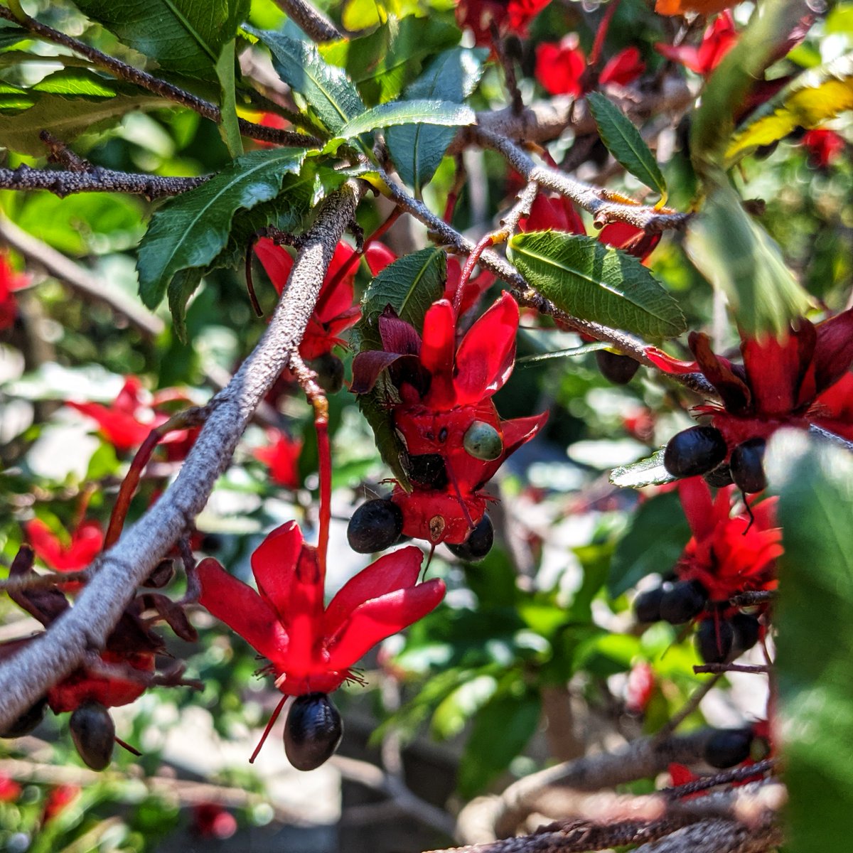 Flora Codex tweet media