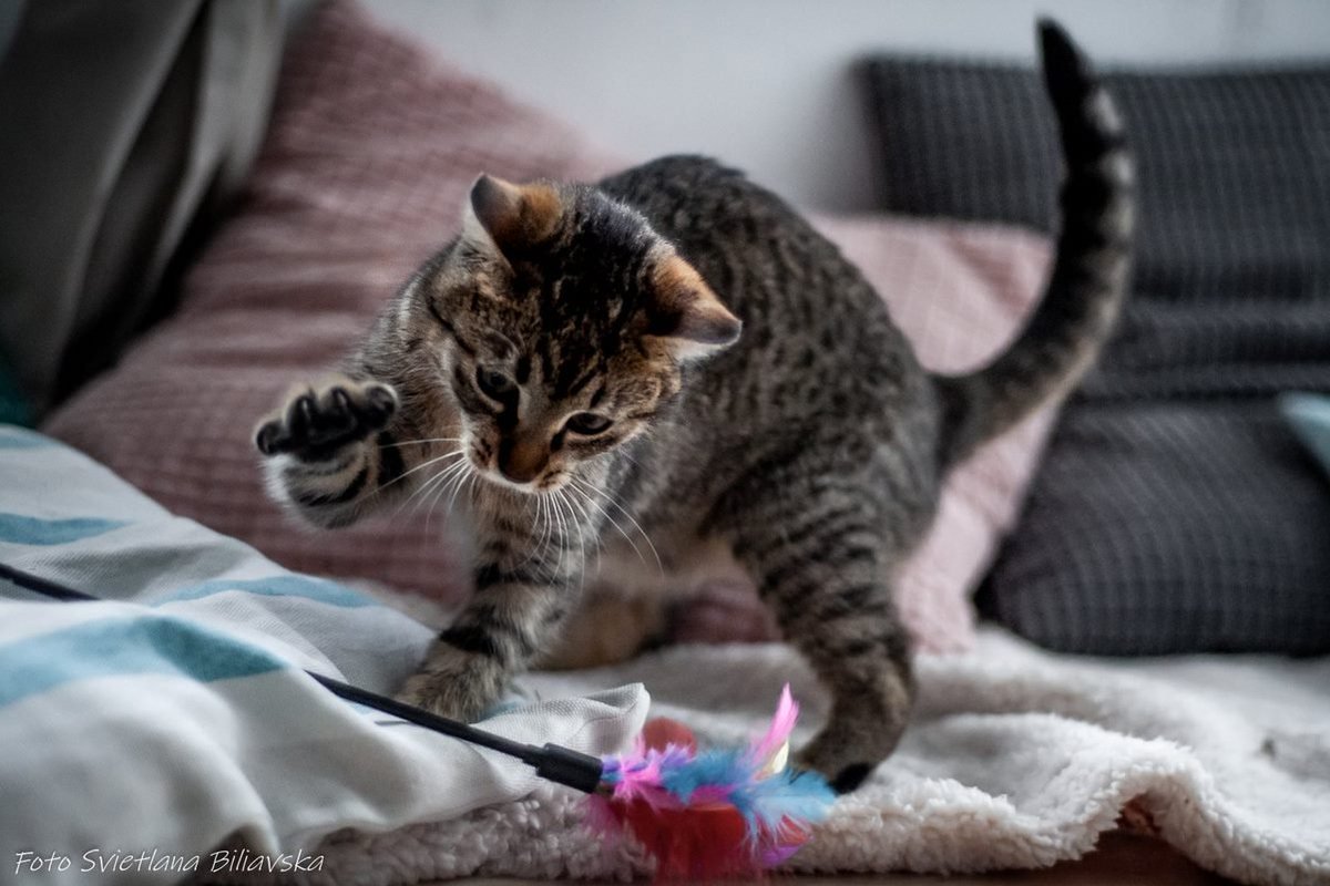 tymmmczasy's tweet photo. #niekupujadoptuj #Mela #CatsOfTwitter #cats 

🏡🐾🏡Adoptuj tyMMMczasa🏡🐾🏡

Melcia - to jedna z naszych najbardziej uroczych, słodkich i kochanych koteczek.
Malutka szuka domu "na zawsze". 

⬇️⬇️⬇️
Chcesz adoptować Melę? Wypełnij ankietę, oddzwonimy: https://t.co/qUzxwSWUva https://t.co/tIVytLmAlL