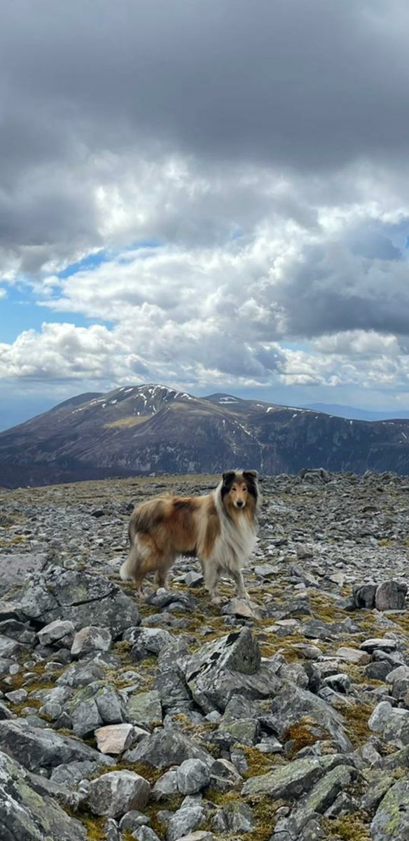 FionaS100's tweet photo. Scotland has been showing itself in all its splendour recently and it truly is stunning. โค๐ด๓ ง๓ ข๓ ณ๓ ฃ๓ ด๓ ฟ #munros #roughcoatcollie #supboard #supscotland #longweekends #scotland #VisitScotland #lovescotland #thisisscotland #hikescotland #fatsticks https://t.co/jHj4QwMy7G