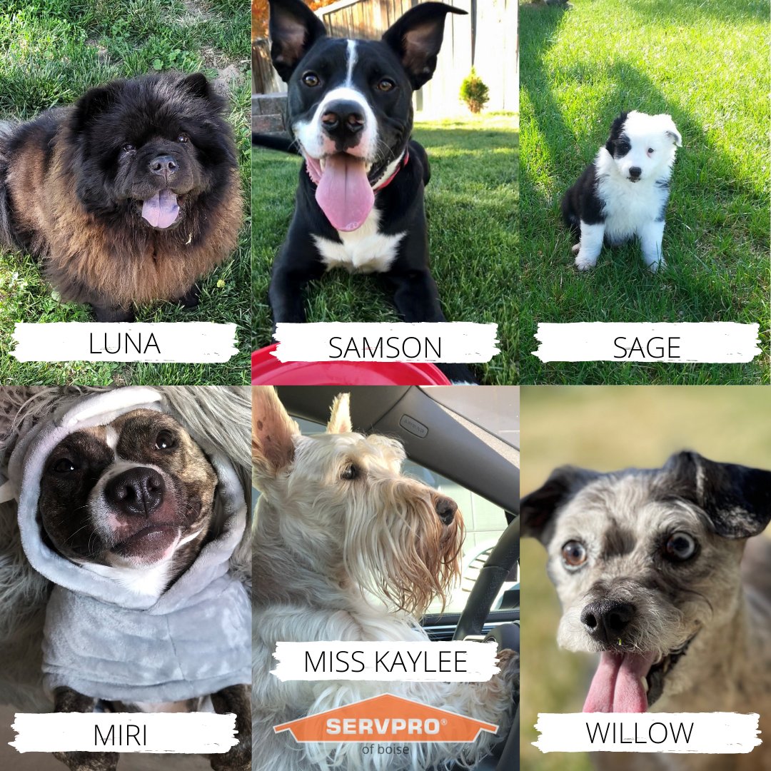 At SERVPRO of Boise we love our pets! We love it even more when our clients share their furry friend photos with us too! 🐶💚 #WeLoveOurPets #SERVPROofBoise