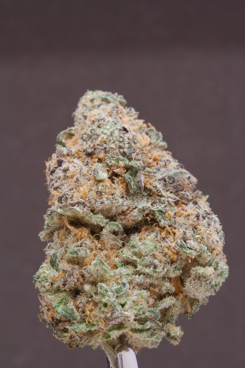 I first reviewed Meat Breath by <a href="/GnomestarCraft/">Gnomestar Craft Cannabis</a> back in January and loved it, so I immediately ordered another half ounce on the medical market through <a href="/Shelter_Market/">Shelter Market</a> .

It was just as good as my first sample. Excellent medicine that tastes great, and looks pretty good too. 🤓