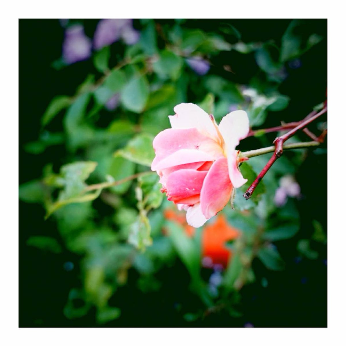 dreamsomehow's tweet photo. Summer Snapshots. June 8 2021. https://t.co/zB8u5CCyVI