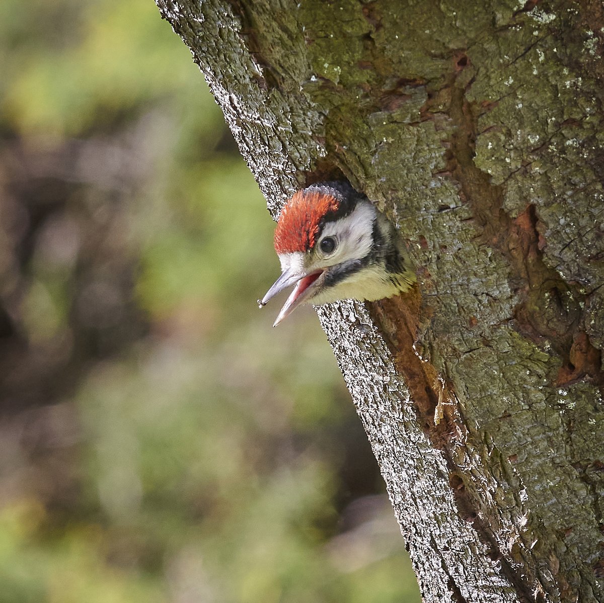 Lindsay Fowke tweet media