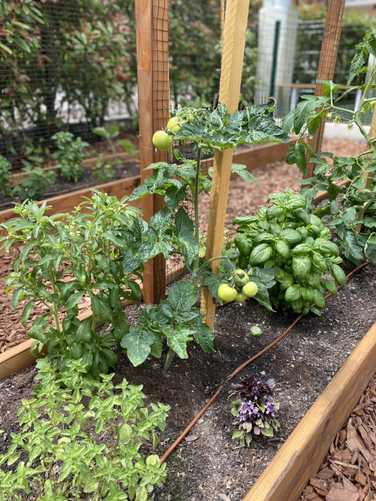 ISMonaco's tweet photo. 🪴The Early Years #organicgarden is growing! Our kindergarten children began initiation lessons with Jessica from @TerredeMonaco last week, learning about #gardening tools and the types of fruit and vegetables that they will be growing...and eating! 🍅🥬🍊🫑☀️🚿🌱 https://t.co/1JgaM1Qs3j