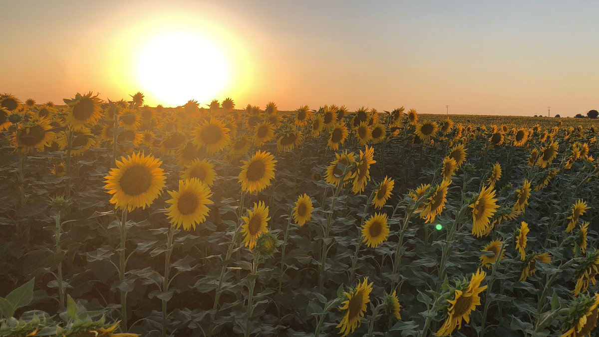 KesfetV's tweet photo. Viranşehir/Kavurga Köyü-TİGEM Ayçiçeği Tarlası
#Ayçiçeği #Gulberojk #HelianthusAnnuus #papatya #Günebakan #Semşiçmer #Gündöndü #Sunflower #Tournesol #GrandSoleil #Fosfor #Kemik #Kas #Antioksidan #EVitamini #TİGEM #Viranşehir #Ceylanpınar #ViranşehirKavurgaKöyü #Şanlıurfa https://t.co/SK2APnmaqS
