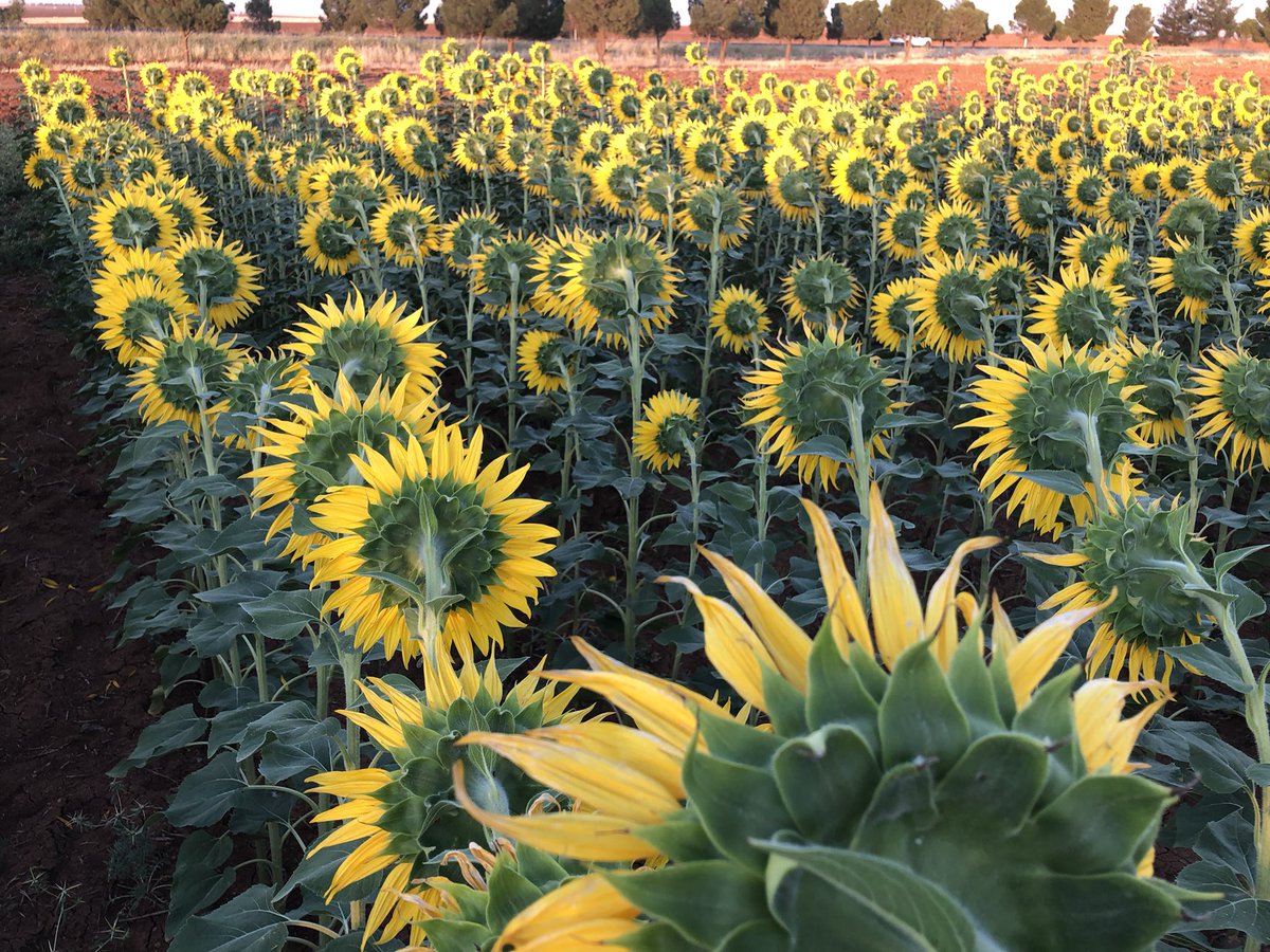 KesfetV's tweet photo. Viranşehir/Kavurga Köyü-TİGEM Ayçiçeği Tarlası
#Ayçiçeği #Gulberojk #HelianthusAnnuus #papatya #Günebakan #Semşiçmer #Gündöndü #Sunflower #Tournesol #GrandSoleil #Fosfor #Kemik #Kas #Antioksidan #EVitamini #TİGEM #Viranşehir #Ceylanpınar #ViranşehirKavurgaKöyü #Şanlıurfa https://t.co/SK2APnmaqS