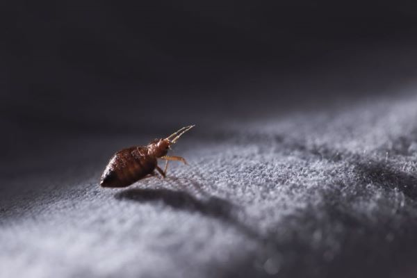 mypestcontrol's tweet photo. This week is Bed Bug Awareness Week. With summer travel season here, make sure to inspect your hotel room for signs of bed bug activity. Visit https://t.co/Zvg08QHxyk to learn how to avoid hotel #bedbugs 

#DoMyOwn #PestControl https://t.co/8IxyYiMdTS