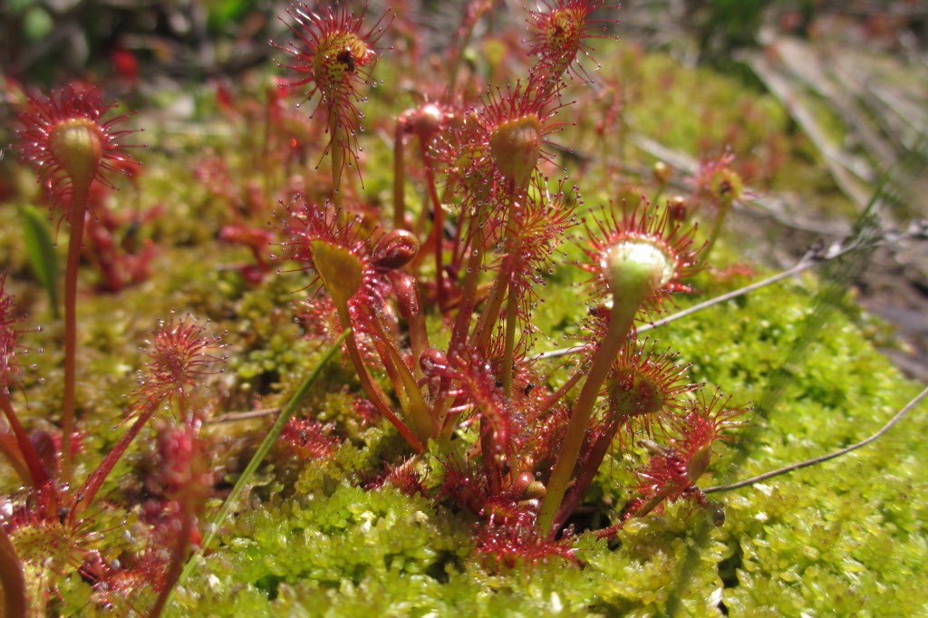 モウセンゴケ Lang Ja Twitter Search Twitter モウセンゴケ Lang Ja Twitter Search Twitter