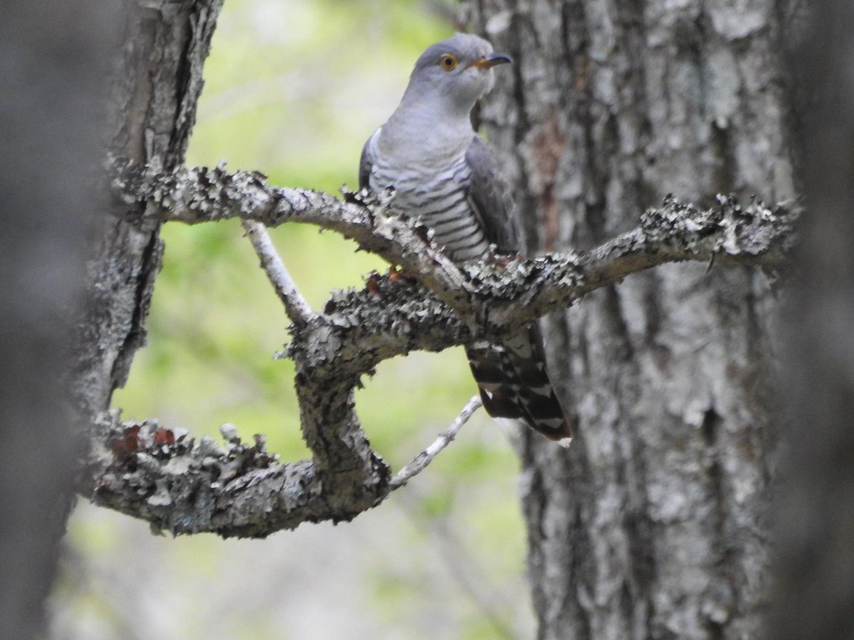 もこママ V Twitter カッコウ 戦場ヶ原 カッコウが戦場ヶ原の赤沼周辺にいました 鳴き声は良く聞こえましたが 姿を見たのは1回だけでした