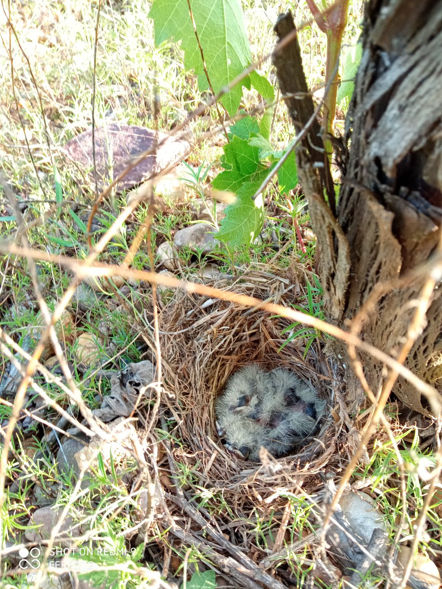 Tenemos nuevos amigos en el viñedo.
Dejamos esa viña sin podar para no molestar. Que cosa más bonita!!!
