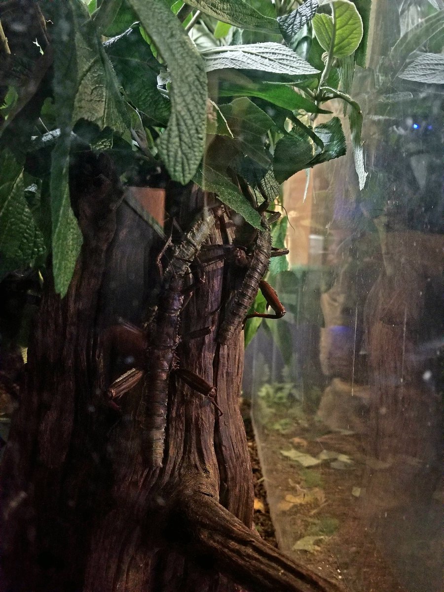ConsMedDvm's tweet photo. These giant spiny sticks are well named - item 31
#Eurycanthacalcarata #TeamOneHealth #LECBioHunt @LECBiodiversity https://t.co/ENq5kk4eFl