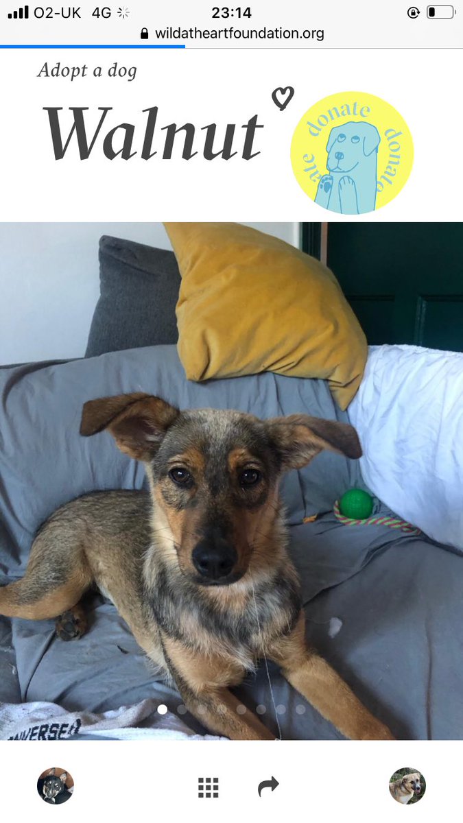 Hey @TVPpuppywalker... Claus the Mouse’s sister Walnut is currently looking to be rehomed to a rural location as she’s not settling well in the hustle and bustle of London... do you know anyone looking to adopt and offer her a forever home? wildatheartfoundation.org/adopt/walnut/