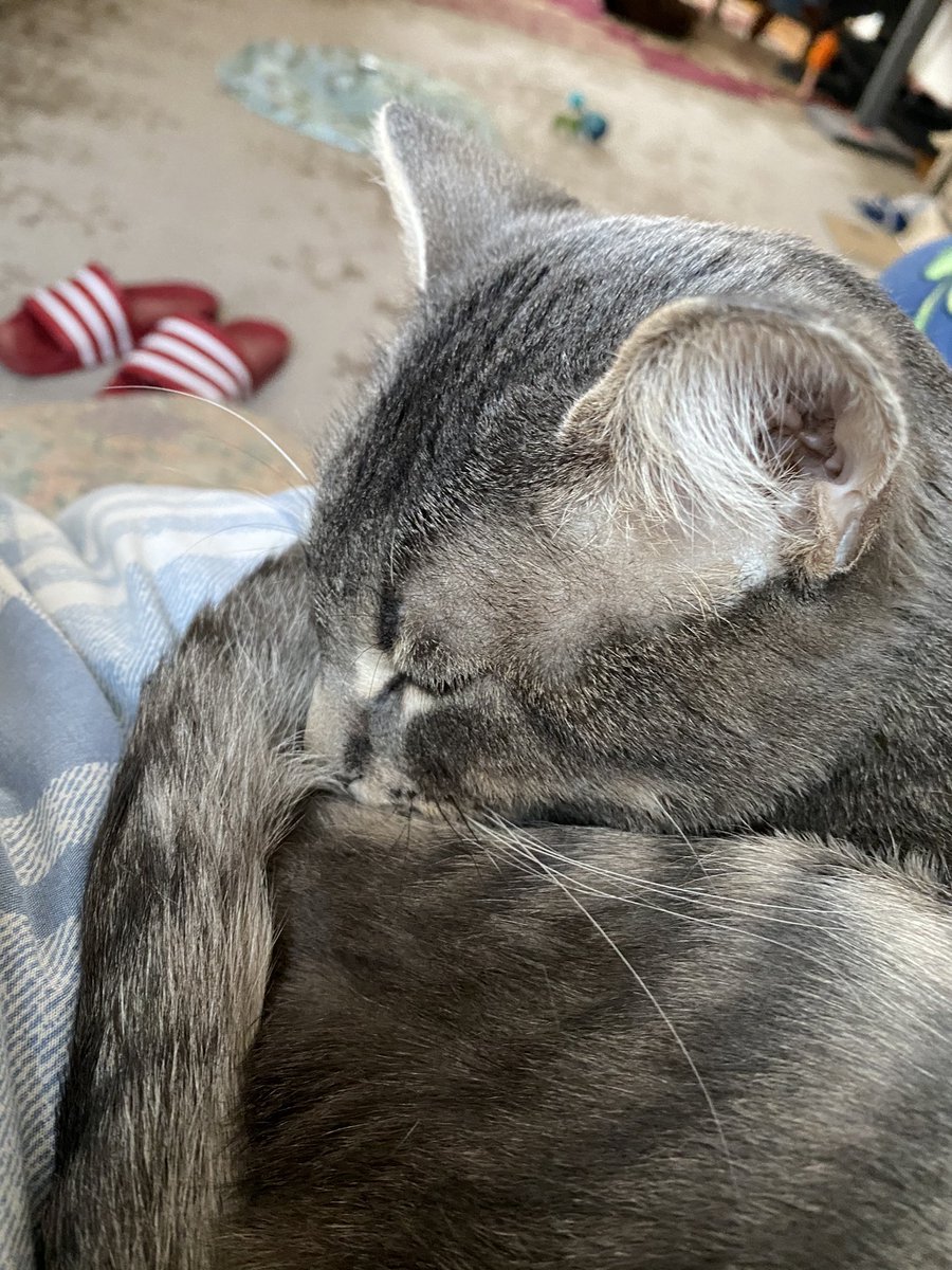StrangEWterWrld's tweet photo. @TheStourbridge Amen my furry friend! My rescue, Karl, agrees completely https://t.co/3OBVYDW16Z