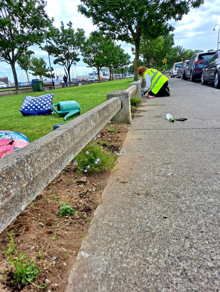 HowthTidyTowns's tweet photo. Team HTT started a new project to plant low ground cover plants under the concrete fence along the promenade
🌿Over 40 plants planted & watered. No easy task but our devoted team members - Margaret, Helen, Carol & Tom - got stuck in!! 💪💪Go Team HTT 🙌🙌👏👏 #howthismagic 💖💖 https://t.co/Ql4OBZMeBK