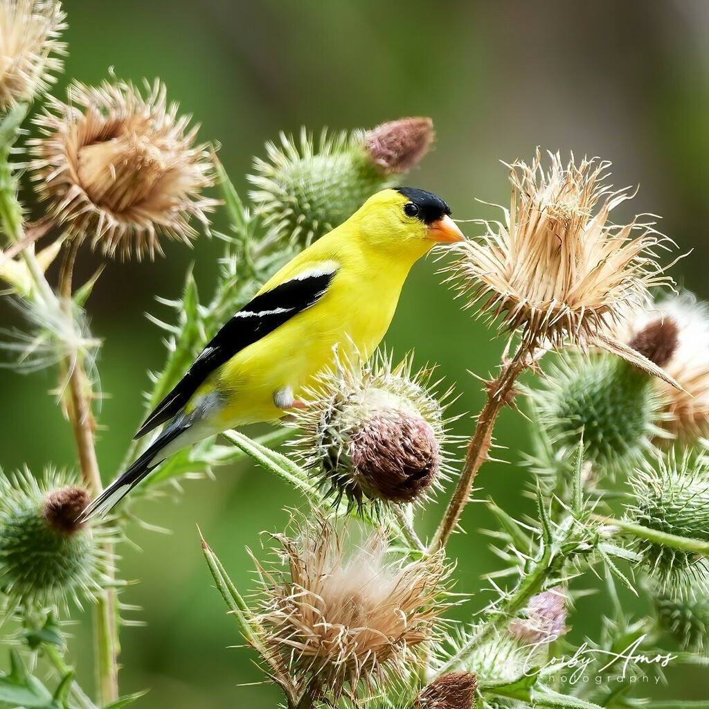 CorbyAmos's tweet photo. The Goldfinches were back in the thistle again. I couldn't resist!
.
.
#birdphotography #birdphoto #birdphotos #birdsofinstagram #backyardbirdfeeder #birdsofvirginia #backyardbirds #birdphotographer #wildlifephotography #birdstagram #birdwatching #backyardbirds #birdwatching… https://t.co/vLKli5HSZA