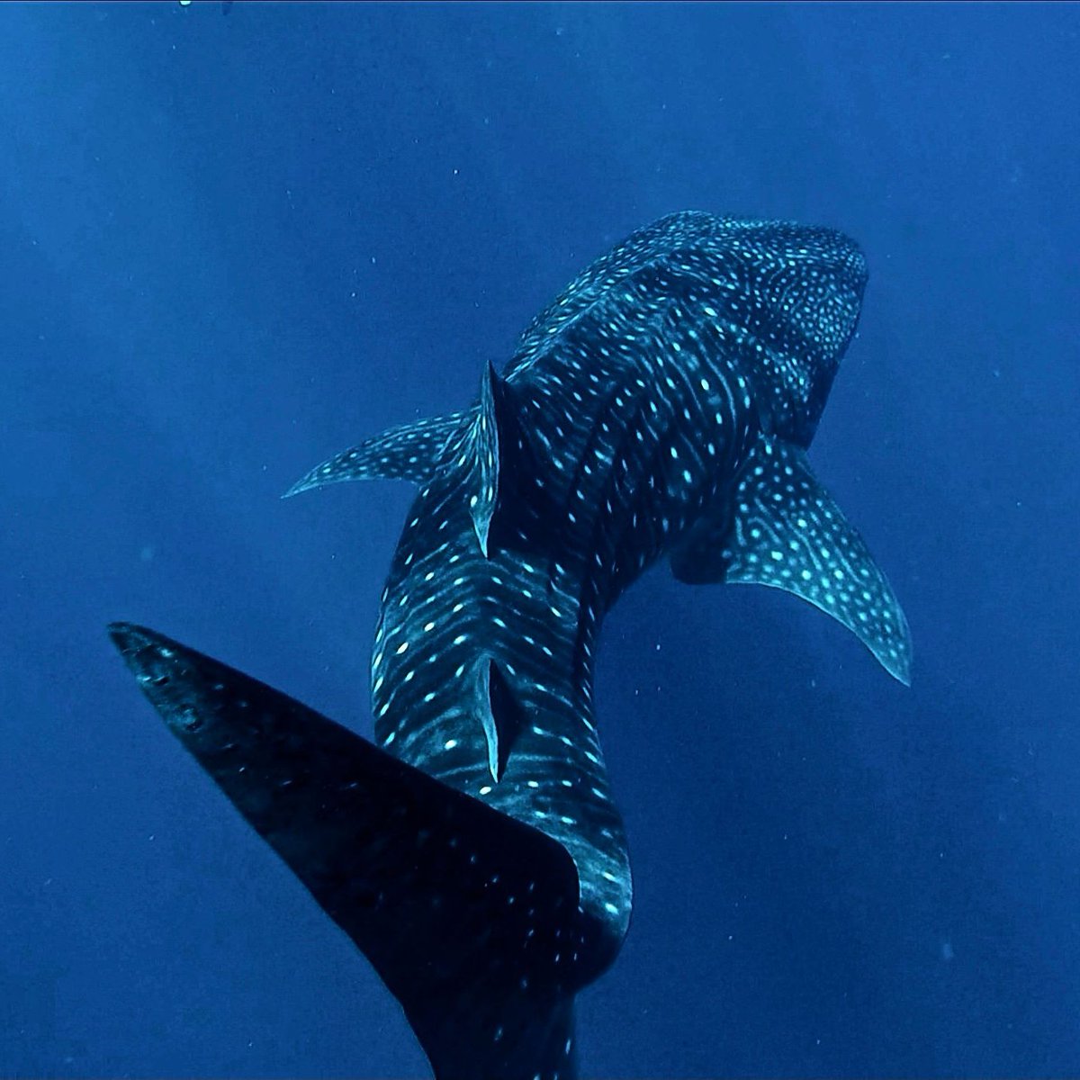 Breaking: Panama just announced it will triple the size of Coiba Ridge marine protected area to nearly 68,000 sq km. 

Home to endangered turtles, sharks, and more, the reserve will be completely off-limits to industrial fishing. 

#worldoceansday #bluenature